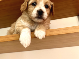 Biblo Gibi Maltipoo