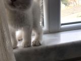 Son 1 Tane Scottish Fold Yavrumuz 55 Günlük