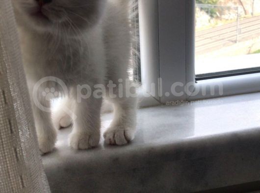 Son 1 Tane Scottish Fold Yavrumuz 55 Günlük görsel