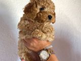 2 Aylık Hem Erkek Hem Dişi Toy Poodle Orijinal