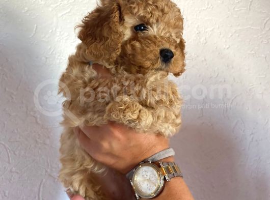 2 Aylık Hem Erkek Hem Dişi Toy Poodle Orijinal görsel