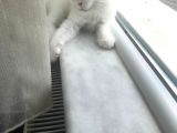 Son 1 Tane Scottish Fold Yavrumuz 55 Günlük