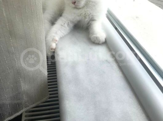 Son 1 Tane Scottish Fold Yavrumuz 55 Günlük görsel