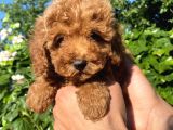 Aranan Renk Koyu Kızıl (Red Brown Poodle)