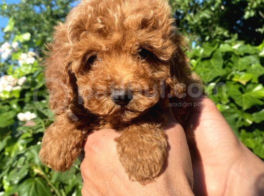 Aranan Renk Koyu Kızıl (Red Brown Poodle) görsel