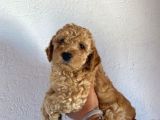 2 Aylık Hem Erkek Hem Dişi Toy Poodle Orijinal