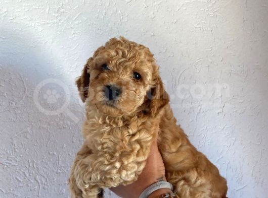 2 Aylık Hem Erkek Hem Dişi Toy Poodle Orijinal görsel
