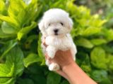 Anne Altından Maltese Terrier