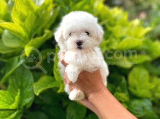 Anne Altından Maltese Terrier