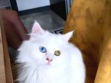 Türkiye Güzeli Kızım Cindy