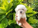 Anne Altından Maltese Terrier