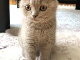Lilac Scottish Fold Yavru