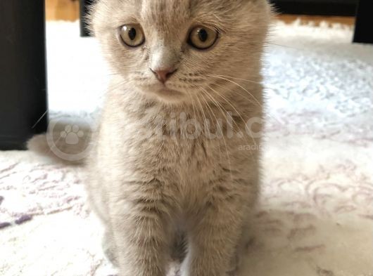 Lilac Scottish Fold Yavru