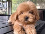 Biblo Gibi Maltipoo