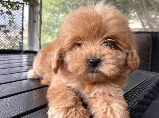 Biblo Gibi Maltipoo görsel