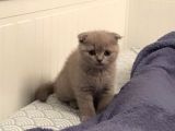 Lilac Scottish Fold Yavru