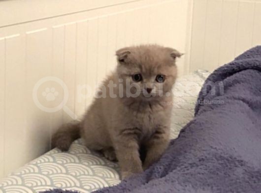 Lilac Scottish Fold Yavru görsel