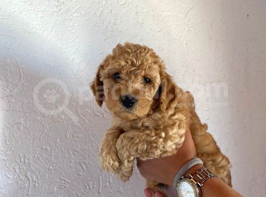 2 Aylık Hem Erkek Hem Dişi Toy Poodle Orijinal görsel