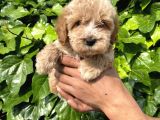 Micro Küçük Boy Maltipoo