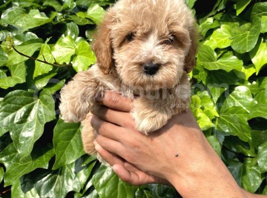 Micro Küçük Boy Maltipoo görsel