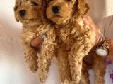 2 Aylık Hem Erkek Hem Dişi Toy Poodle Orijinal