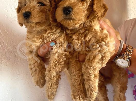2 Aylık Hem Erkek Hem Dişi Toy Poodle Orijinal