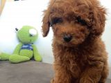 Aranan Renk Koyu Kızıl (Red Brown Poodle)