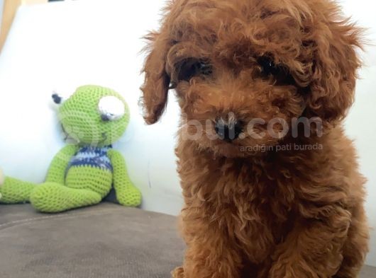 Aranan Renk Koyu Kızıl (Red Brown Poodle)