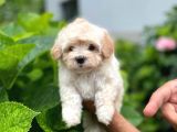 Yakışıklı Maltipoo