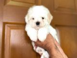 Yakışıklı Maltipoo
