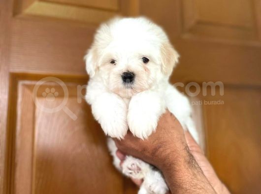 Yakışıklı Maltipoo görsel