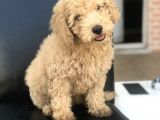 3 Aylık Apricot Poodle Yavrumuz