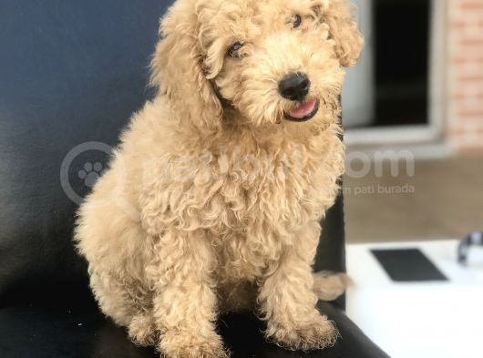 3 Aylık Apricot Poodle Yavrumuz