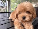 Biblo Gibi Maltipoo