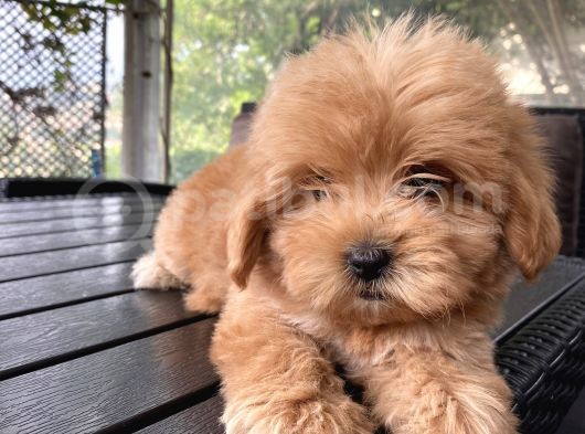 Biblo Gibi Maltipoo