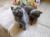 British Shorthair İzmir Uygun