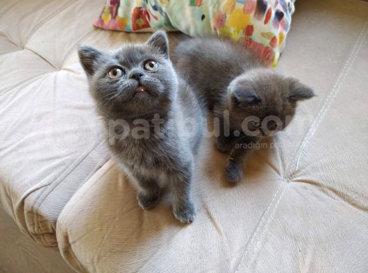 British Shorthair İzmir Uygun görsel