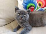 British Shorthair İzmir Uygun