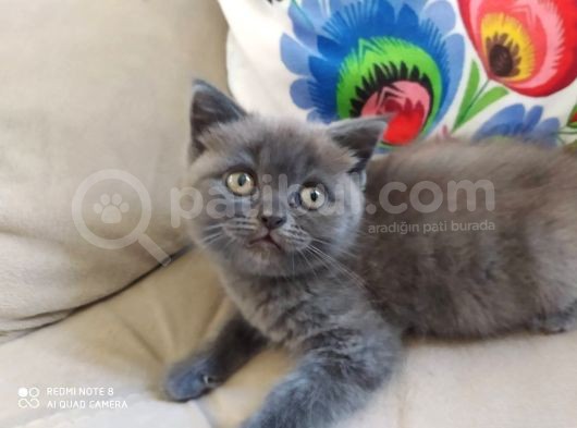 British Shorthair İzmir Uygun görsel