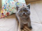 British Shorthair İzmir Uygun