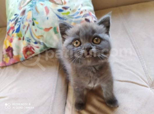 British Shorthair İzmir Uygun görsel