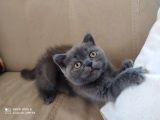 British Shorthair İzmir Uygun