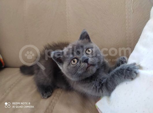 British Shorthair İzmir Uygun görsel