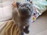 British Shorthair İzmir Uygun