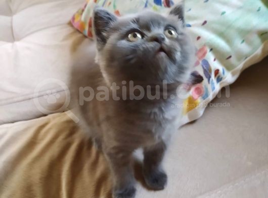 British Shorthair İzmir Uygun görsel