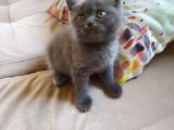 British Shorthair İzmir Uygun