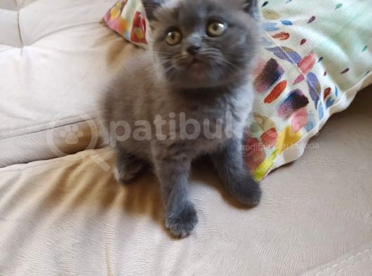 British Shorthair İzmir Uygun
