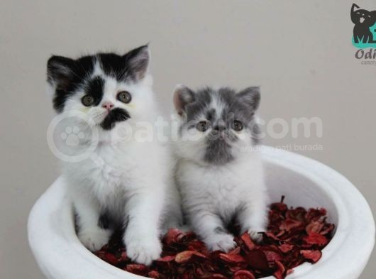 Erkek Bi Color Exotic Shorthair Bebekler görsel