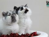 Erkek Bi Color Exotic Shorthair Bebekler