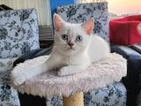 2.5 Aylık Scottish Fold Yavrular